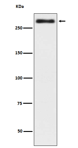 Talin 2 Antibody in Western Blot (WB)
