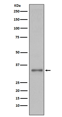 Torsin 1A Antibody in Western Blot (WB)