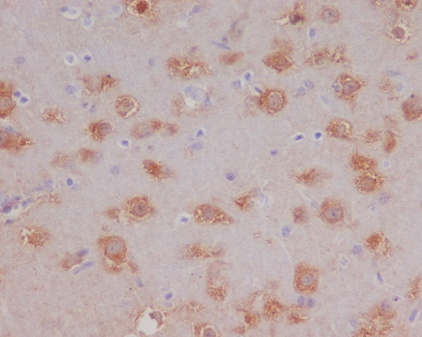 HSPA12A Antibody in Immunohistochemistry (Paraffin) (IHC (P))
