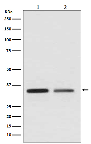 WNT2 Antibody in Western Blot (WB)
