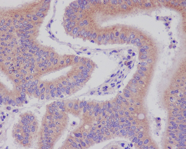 DNAJC15 Antibody in Immunohistochemistry (Paraffin) (IHC (P))