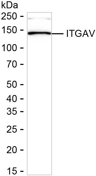 CD51 Antibody in Western Blot (WB)