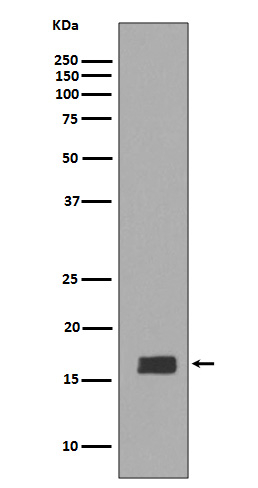 Synuclein alpha/beta Antibody in Western Blot (WB)