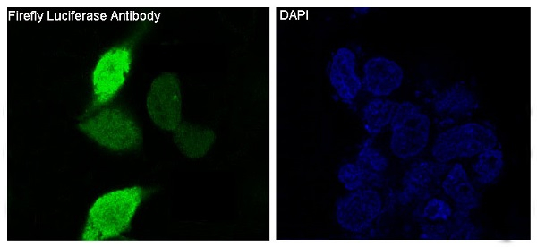 Firefly luciferase Antibody in Immunocytochemistry (ICC/IF)