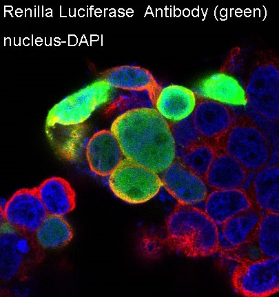 Renilla luciferase Antibody in Immunocytochemistry (ICC/IF)