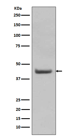 SOX18 Antibody in Western Blot (WB)