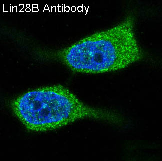 LIN28B Antibody in Immunocytochemistry (ICC/IF)