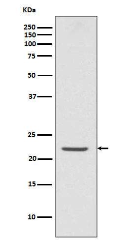 PYCARD Antibody in Western Blot (WB)