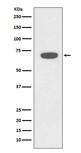RAD18 Antibody in Western Blot (WB)