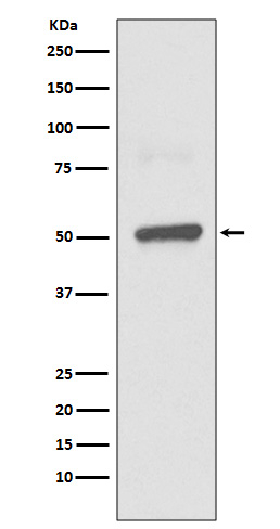 BPI Antibody in Western Blot (WB)