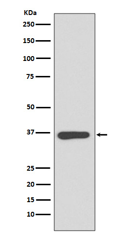 Annexin A10 Antibody in Western Blot (WB)