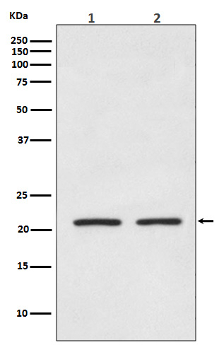 AKAP14 Antibody in Western Blot (WB)