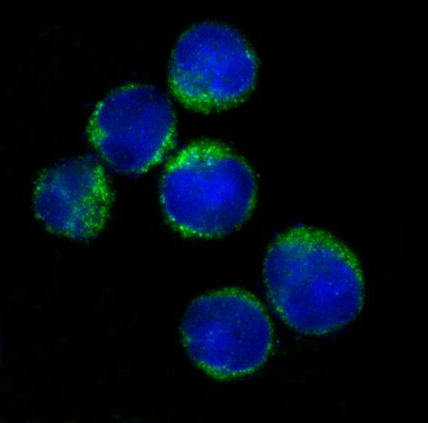 HLA-DRA Antibody in Immunocytochemistry (ICC/IF)