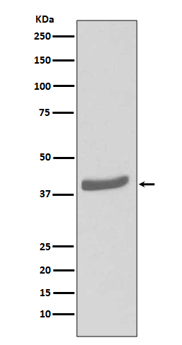 CDK7 Antibody in Western Blot (WB)