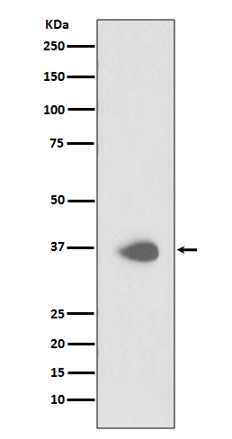 PAX9 Antibody in Western Blot (WB)