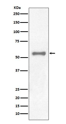 PAX7 Antibody in Western Blot (WB)