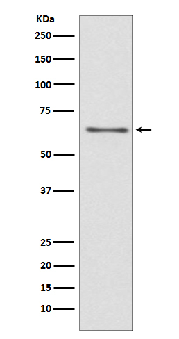 Cdc45L Antibody in Western Blot (WB)