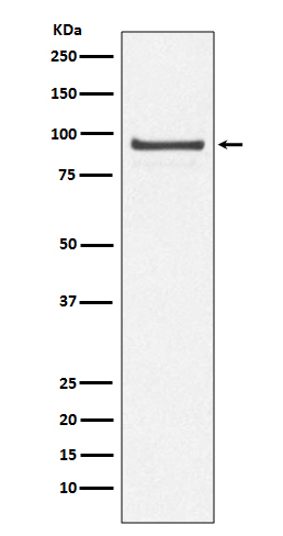 Cdc27 Antibody in Western Blot (WB)