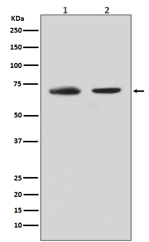 Cdc40 Antibody in Western Blot (WB)