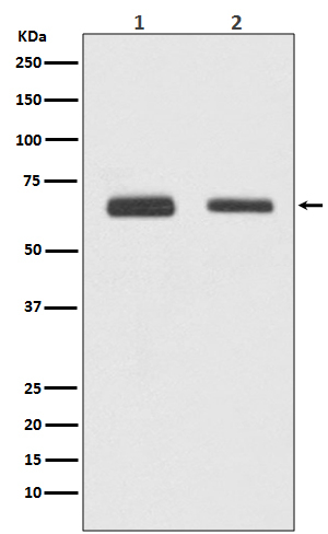 Cdc23 Antibody in Western Blot (WB)