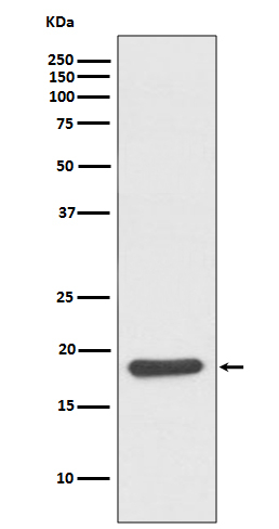 HSP20 Antibody in Western Blot (WB)