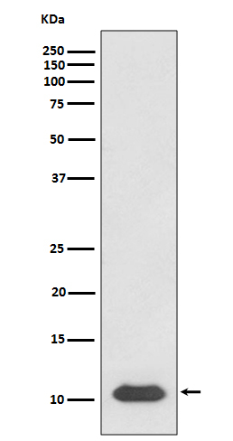 CXCL12 Antibody in Western Blot (WB)
