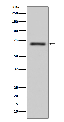 FUS Antibody in Western Blot (WB)