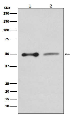 EBP50 Antibody in Western Blot (WB)