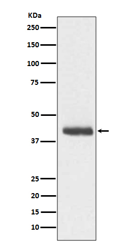 Doublecortin Antibody in Western Blot (WB)