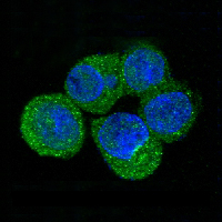 S100P Antibody in Immunocytochemistry (ICC/IF)