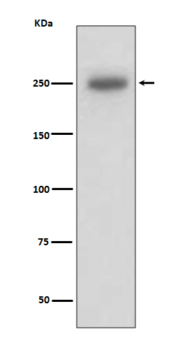 Laminin beta-1 Antibody in Western Blot (WB)