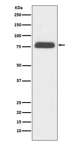 TBR1 Antibody in Western Blot (WB)