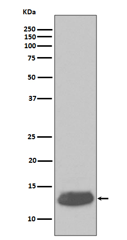 Parvalbumin Antibody in Western Blot (WB)
