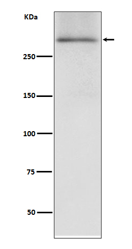Dystrophin Antibody in Western Blot (WB)
