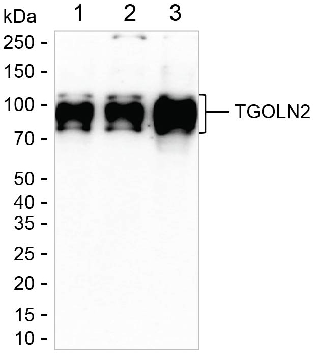 TGN46 Antibody in Western Blot (WB)