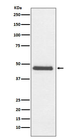 CNPase Antibody in Western Blot (WB)