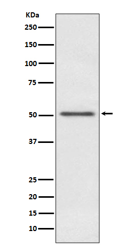 MINA53 Antibody in Western Blot (WB)