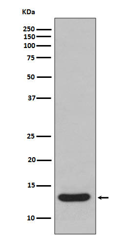 FABP1 Antibody in Western Blot (WB)