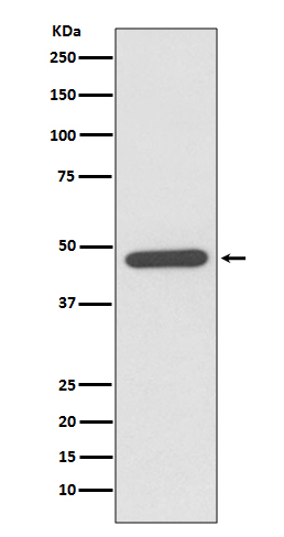 NeuroD1 Antibody in Western Blot (WB)