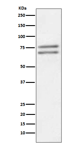 ADAM10 Antibody in Western Blot (WB)