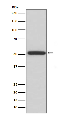 ERp57 Antibody in Western Blot (WB)