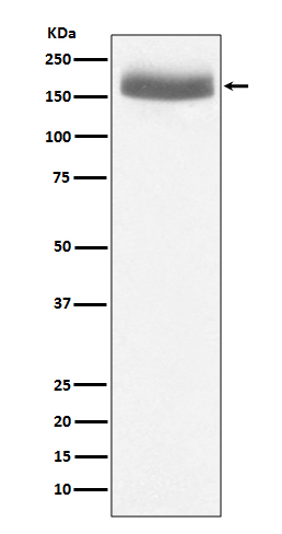 EGF Antibody in Western Blot (WB)