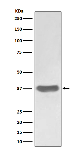 SFRP1 Antibody in Western Blot (WB)