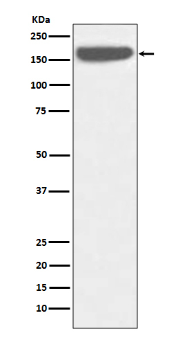 SOS1 Antibody in Western Blot (WB)