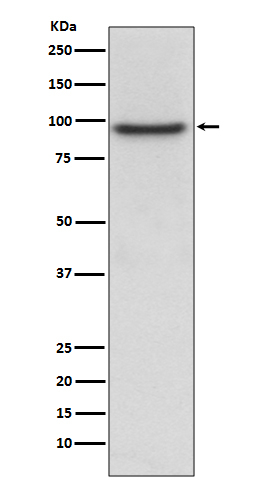 PROX1 Antibody in Western Blot (WB)