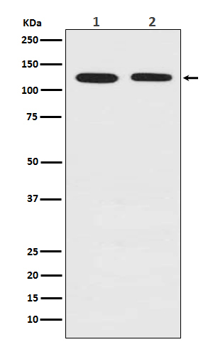 Drebrin Antibody in Western Blot (WB)