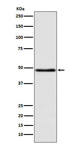 SERPINA9 Antibody in Western Blot (WB)