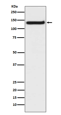 TLR9 Antibody in Western Blot (WB)