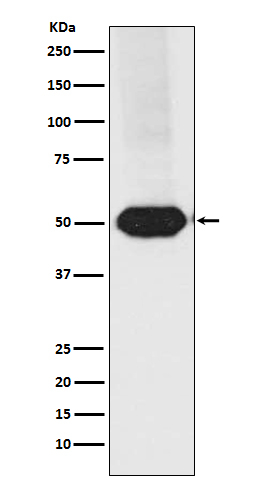 MEF2A/MEF2C Antibody in Western Blot (WB)