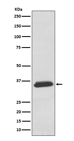 SGCD Antibody in Western Blot (WB)